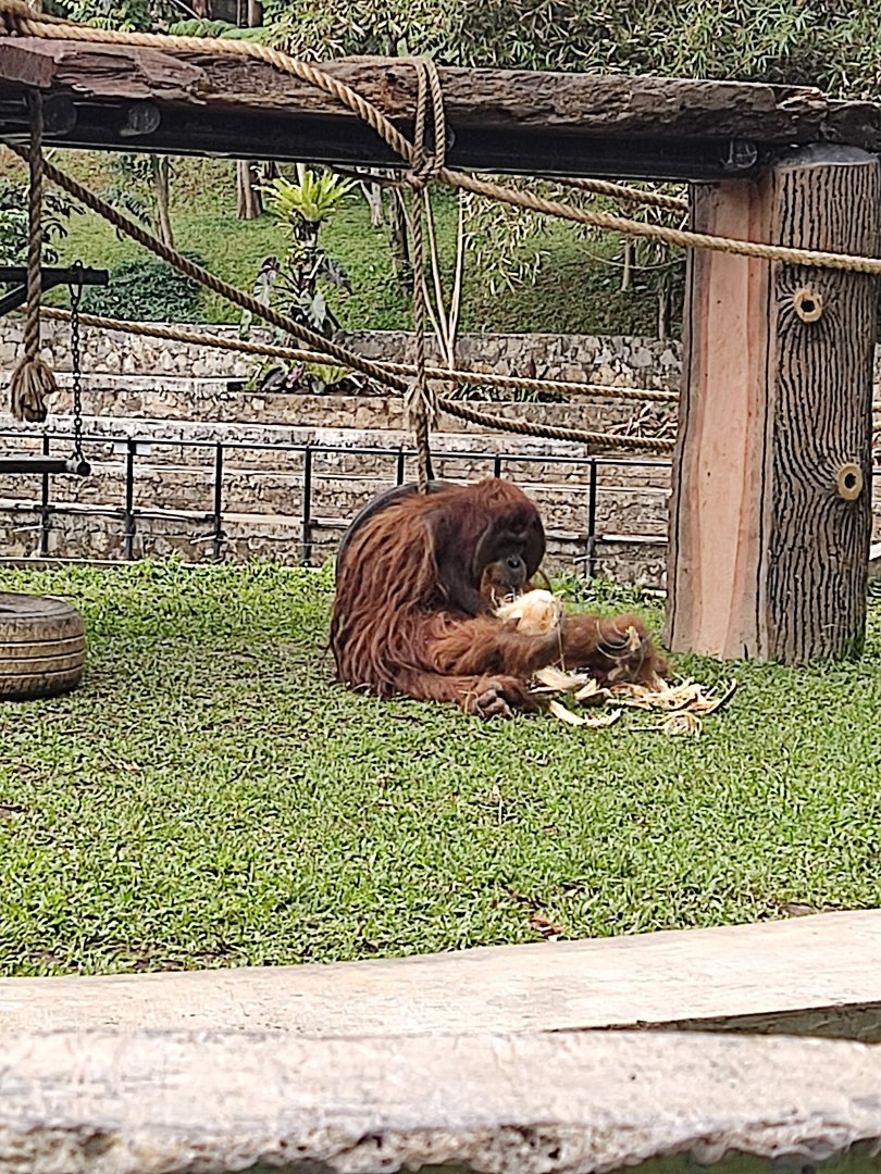 Sumatran Orangutan (Pongo abeli)