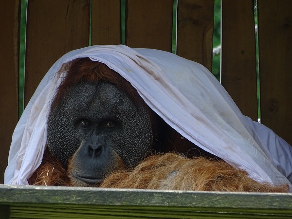 Sumatran orangutan (Pongo abelii) (07/22)