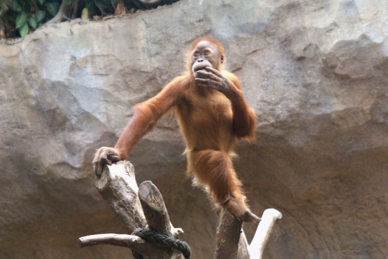 Sumatran Orangutan (Pongo abelii), 15-09-25