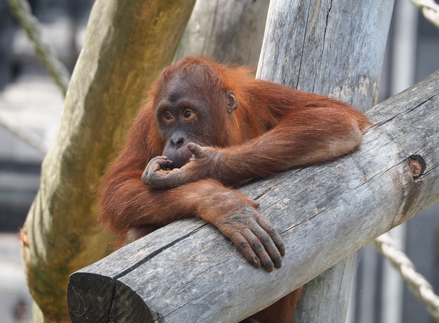 Sumatran orangutan (Pongo abelii), 2022-06-28