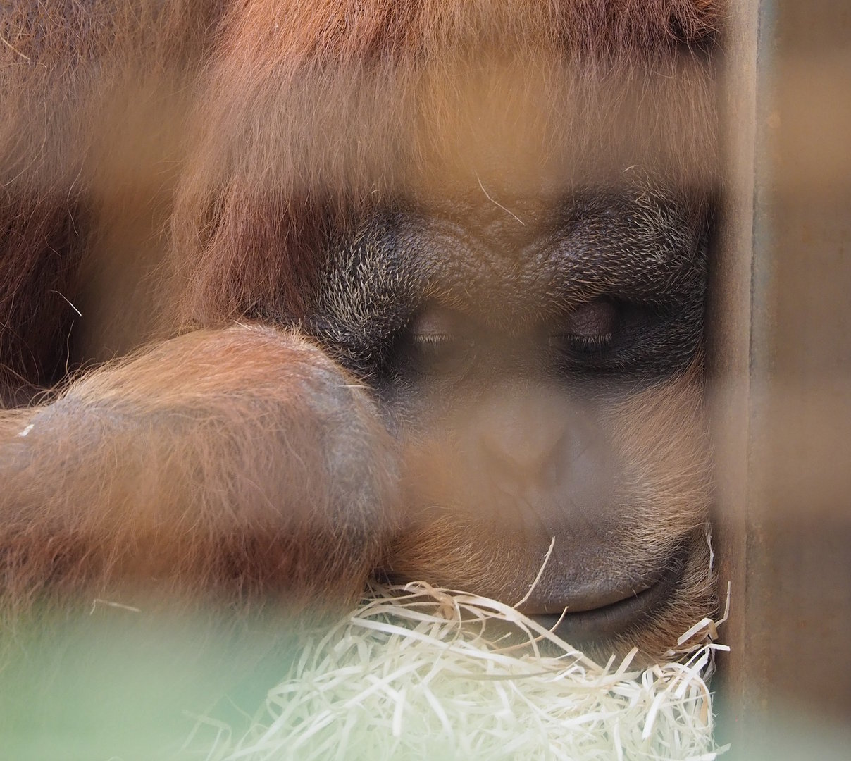 Sumatran orangutan (Pongo abelii), 2022-08-07