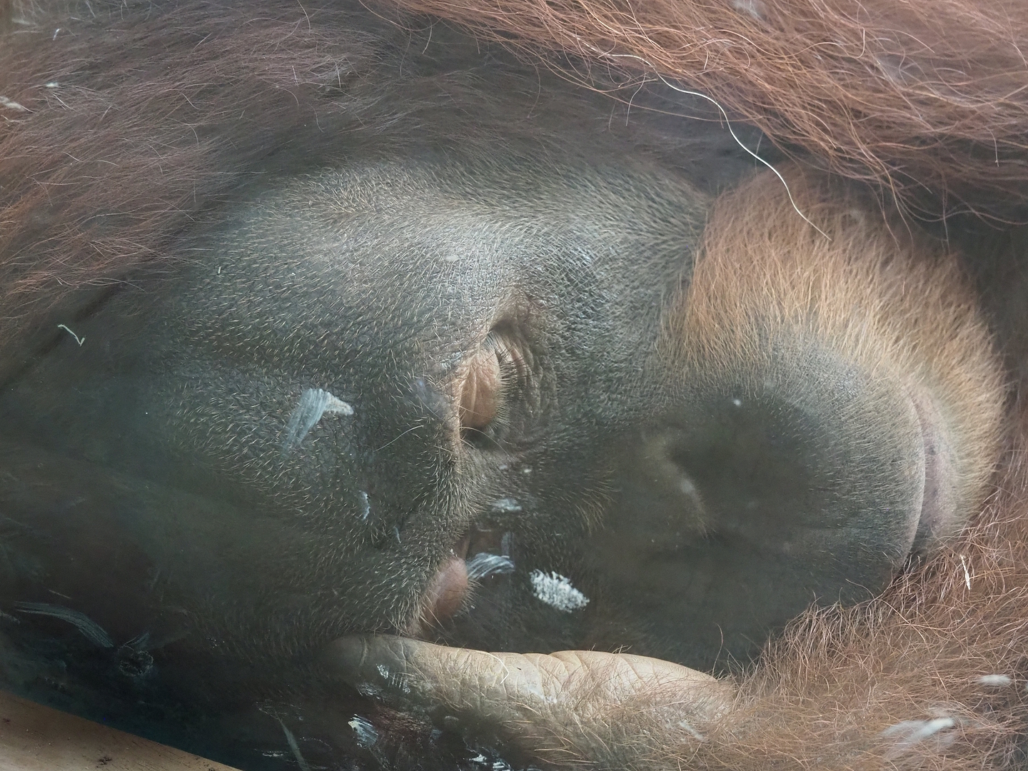 Sumatran orangutan (Pongo abelii), 2022-08-07