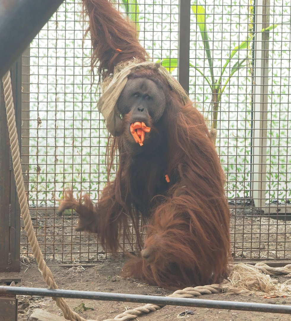 Sumatran orangutan (Pongo abelii), 2023-03-28