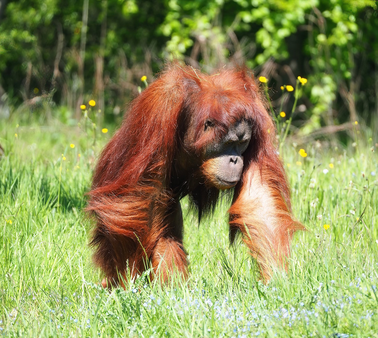 Sumatran orangutan (Pongo abelii), 2023-05-19