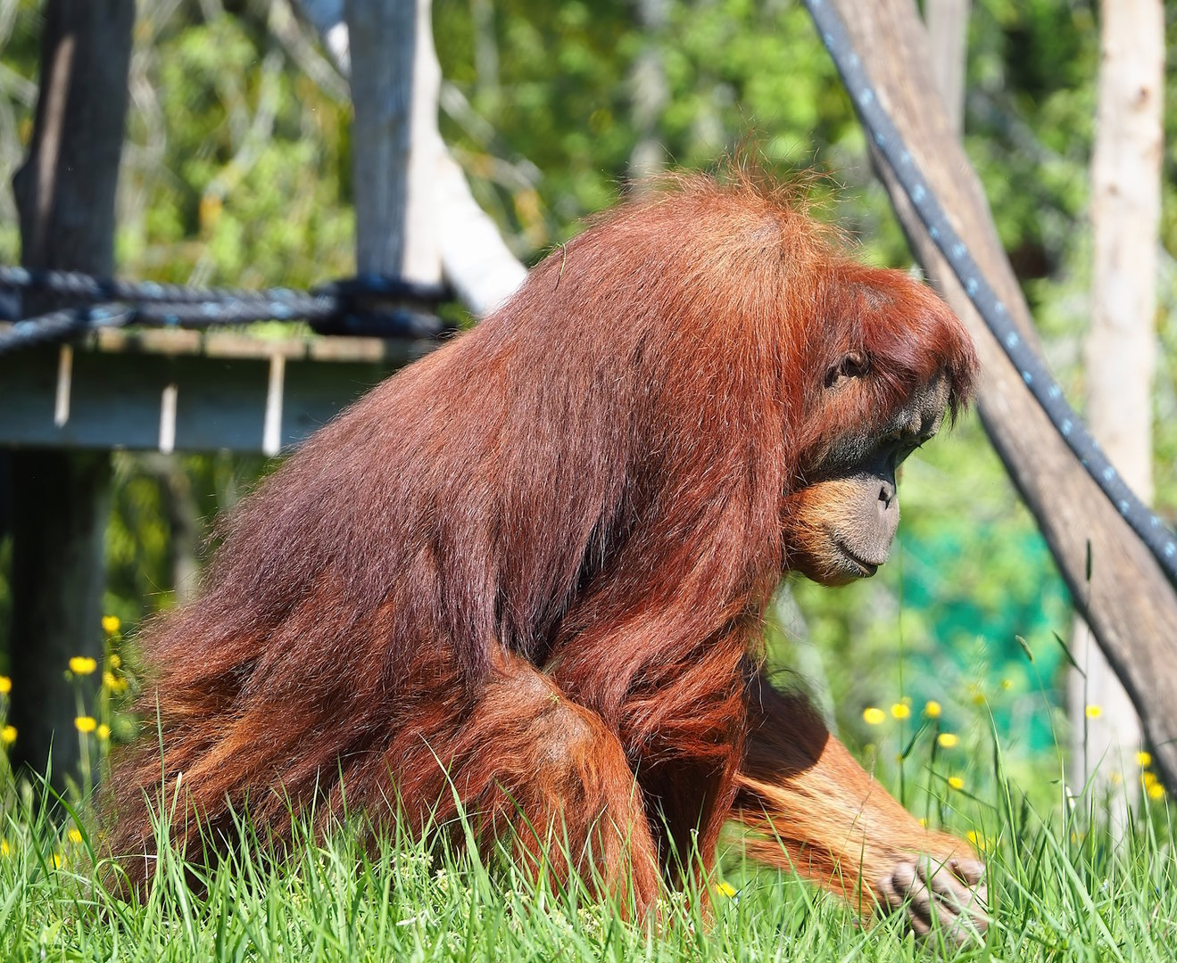 Sumatran orangutan (Pongo abelii), 2023-05-19
