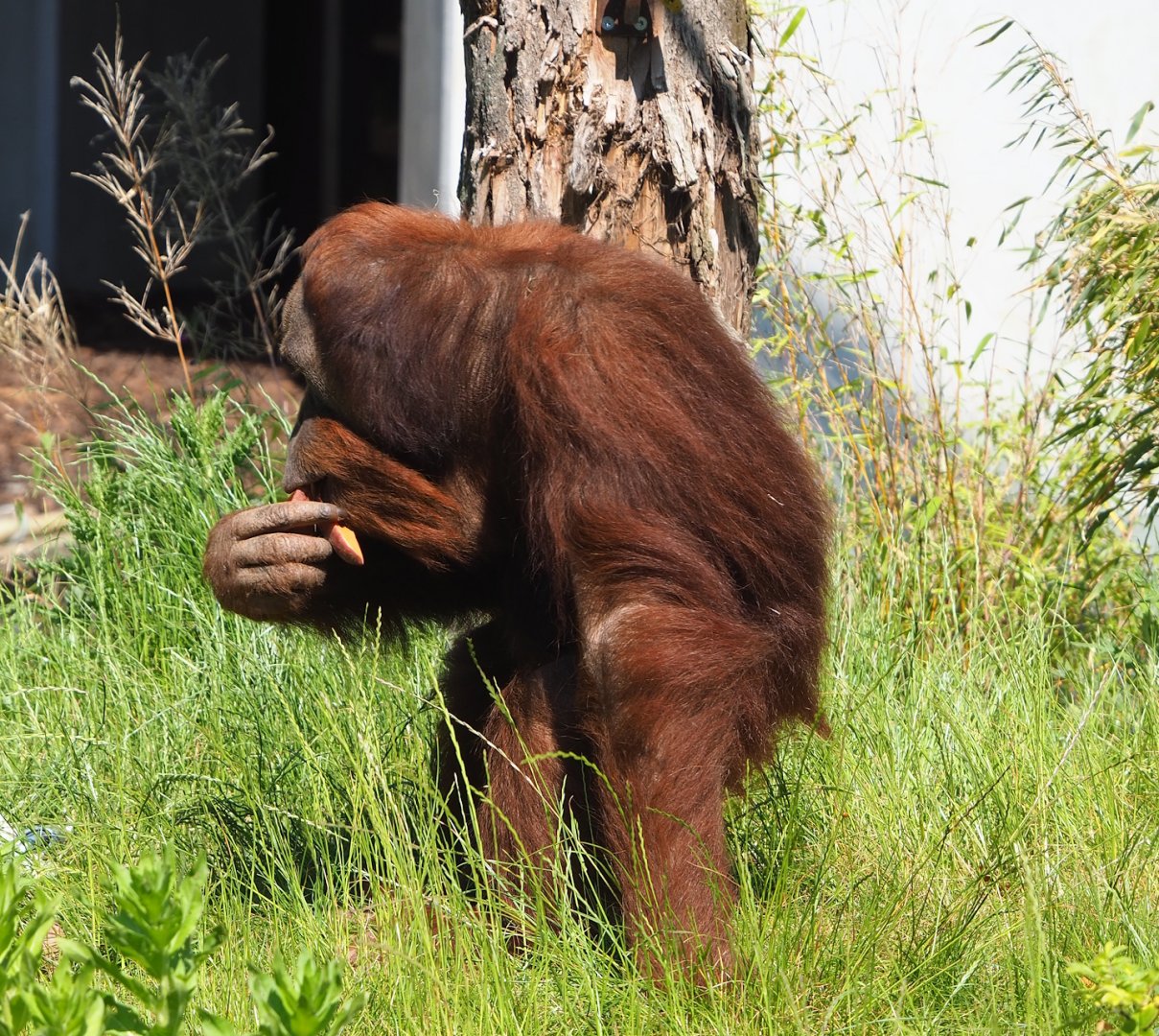 Sumatran orangutan (Pongo abelii), 2023-06-04