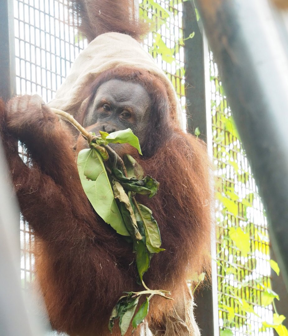 Sumatran orangutan (Pongo abelii), 2023-07-26