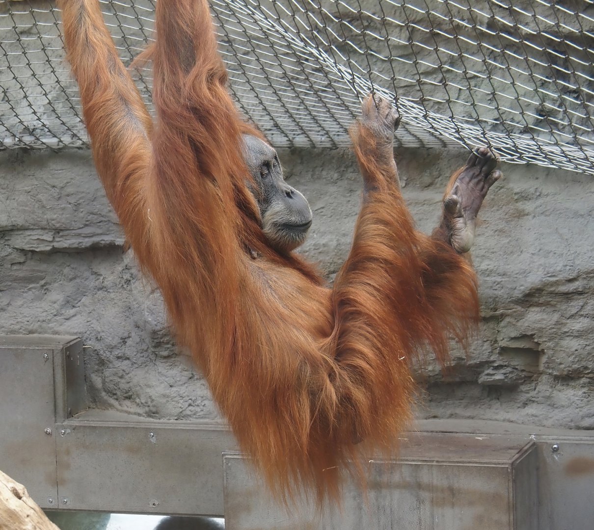 Sumatran orangutan (Pongo abelii), 2024-08-05
