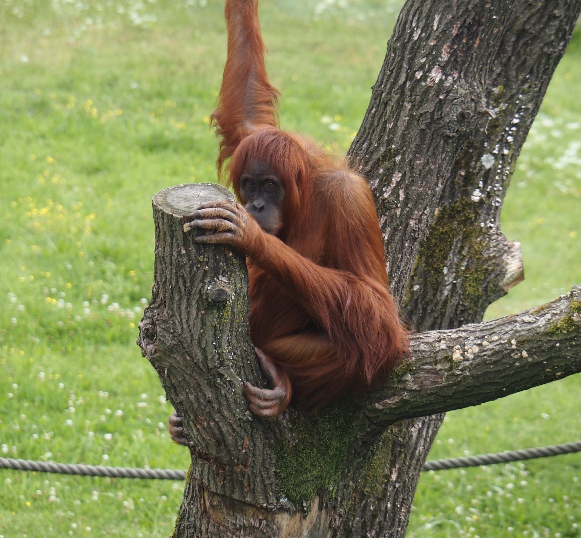 Sumatran orangutan (Pongo abelii), 2024-08-05