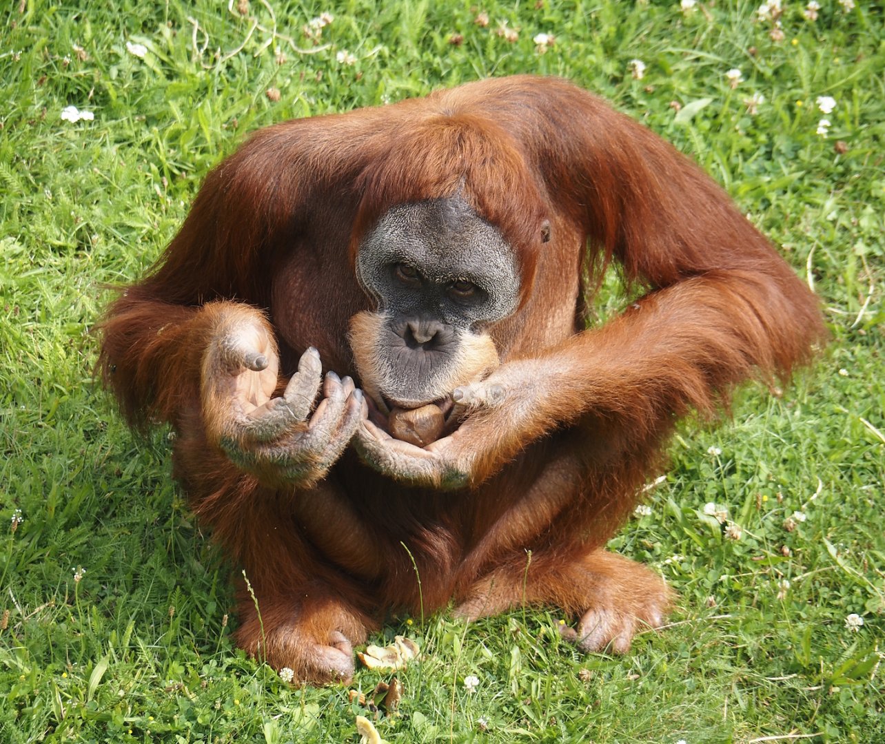 Sumatran orangutan (Pongo abelii), 2024-08-05