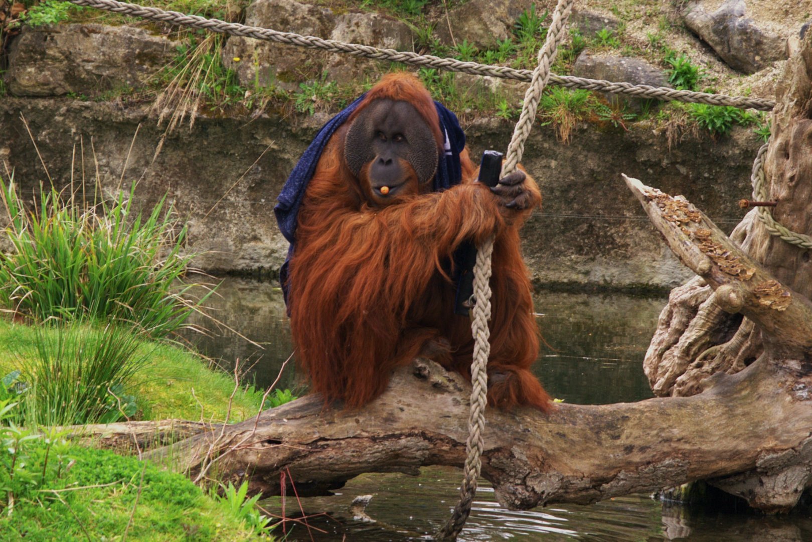 Sumatran Orangutan (Pongo abelii), 25-04-25