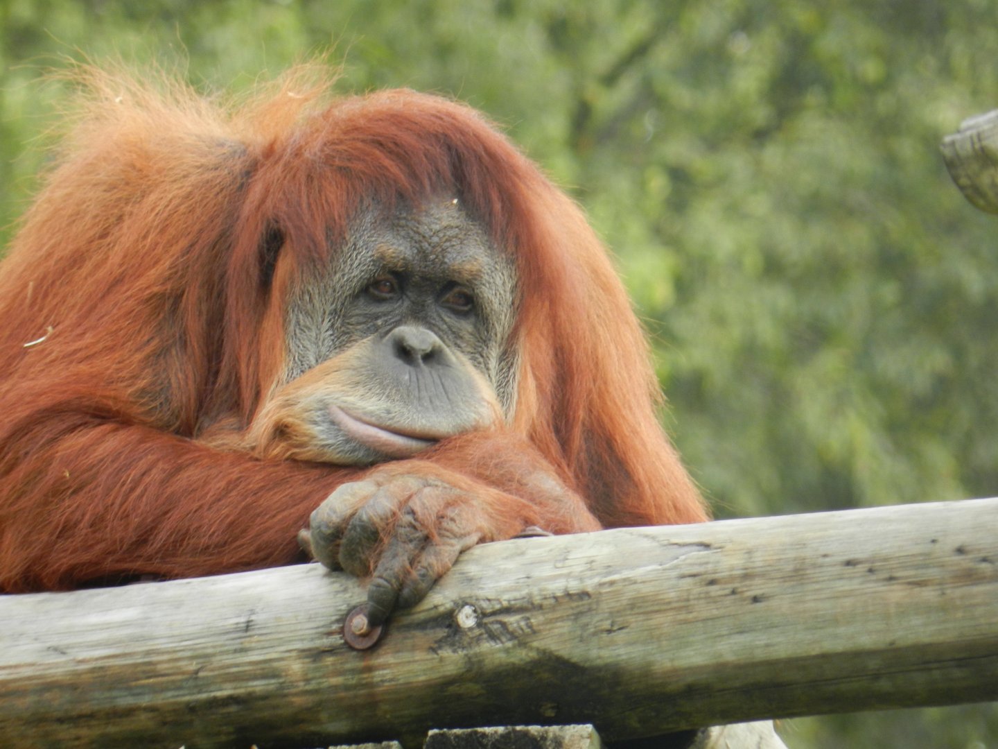 Sumatran Orangutan (Pongo abelii) at Jardim Zoológico de Lisboa, Portugal*