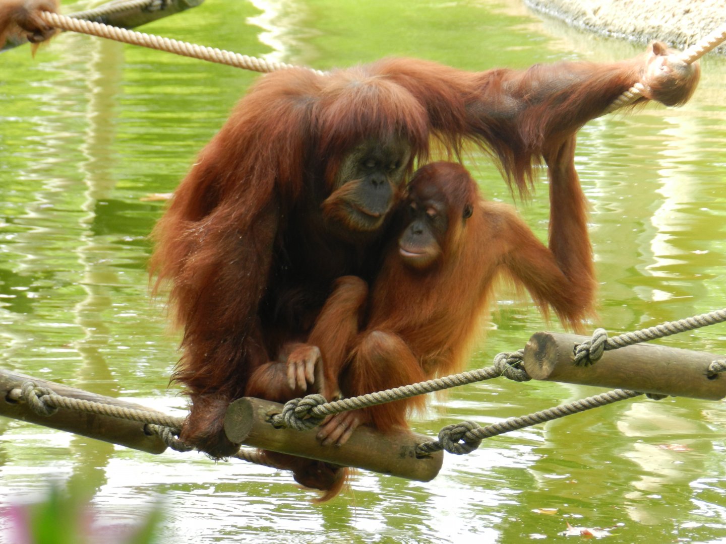 Sumatran Orangutan (Pongo abelii) at Jardim Zoológico de Lisboa, Portugal*