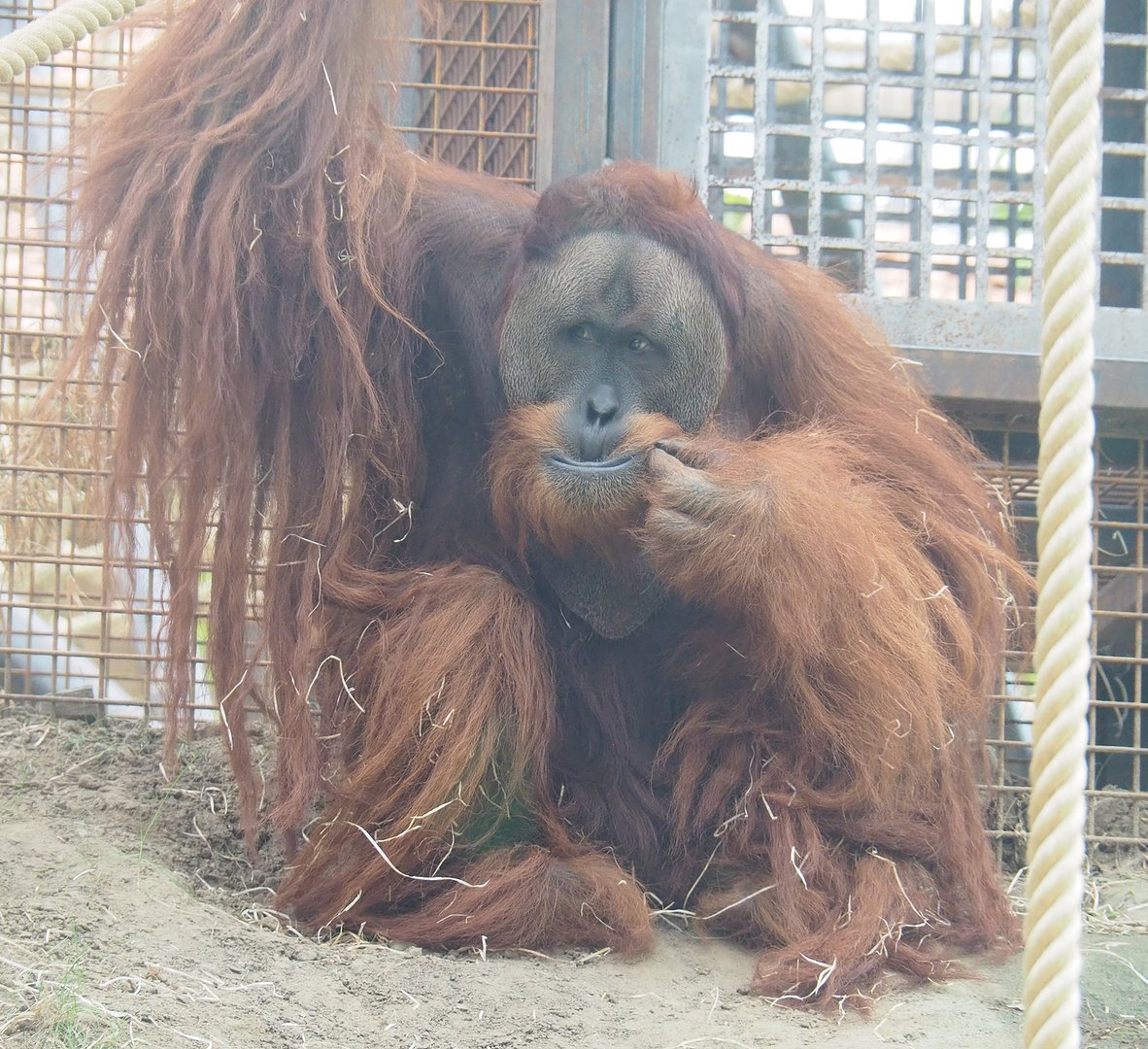 Sumatran orangutan (Pongo abelii) Bagus, 2022-09-12