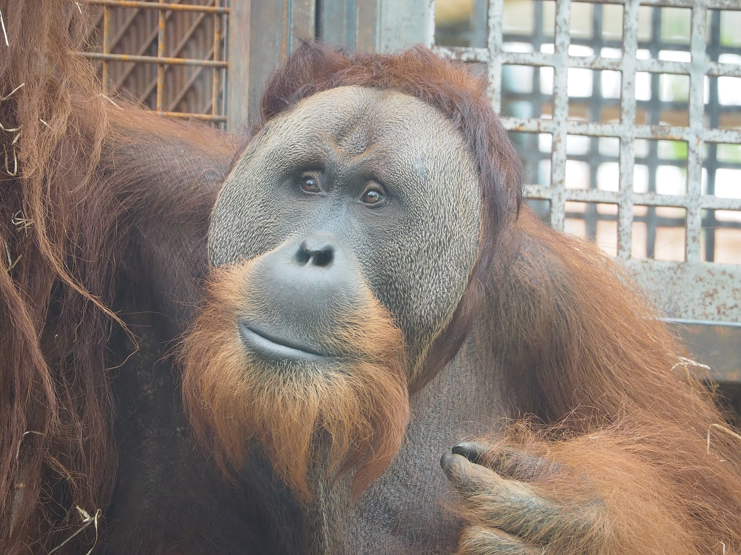 Sumatran orangutan (Pongo abelii) Bagus, 2022-09-12