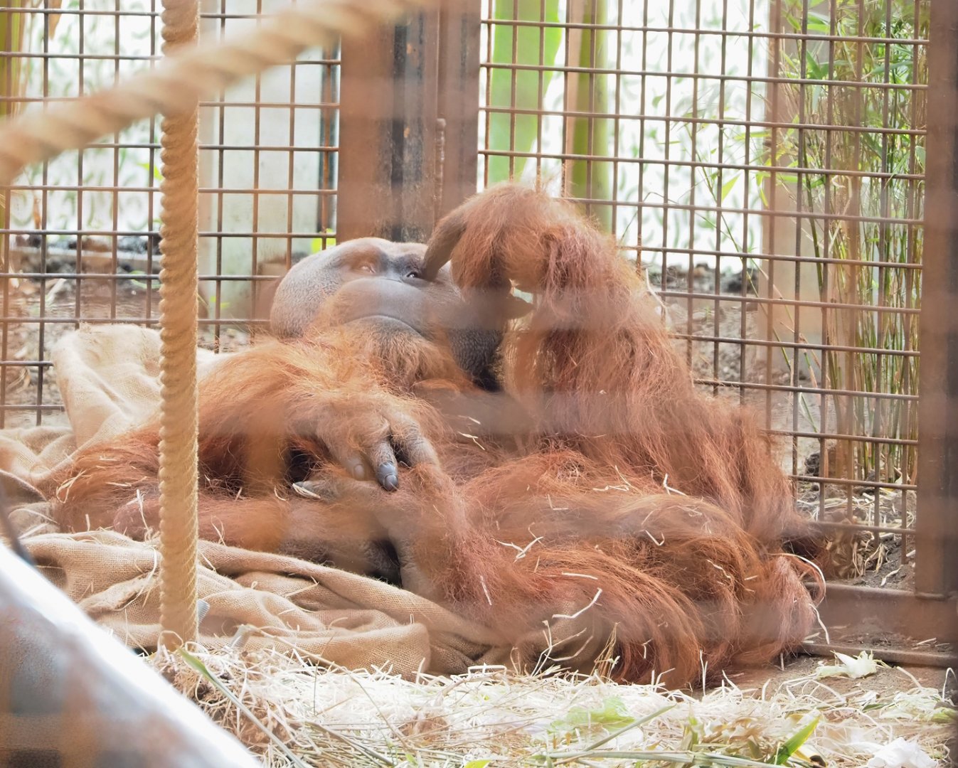 Sumatran orangutan (Pongo abelii) Bagus, 2023-04-18