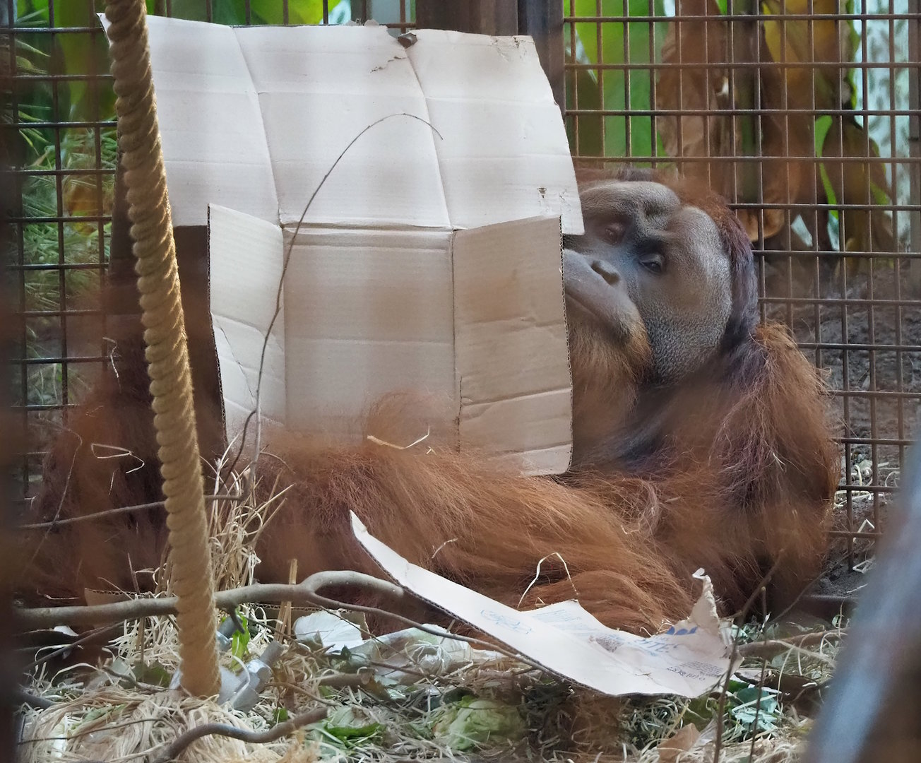 Sumatran orangutan (Pongo abelii) male Bagus, 2022-11-12
