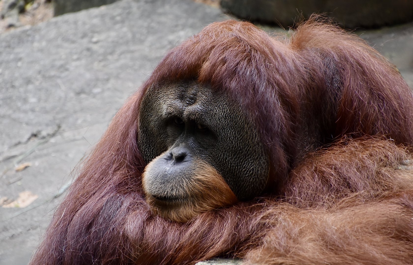 Sumatran Orangutan (Pongo abelii) male