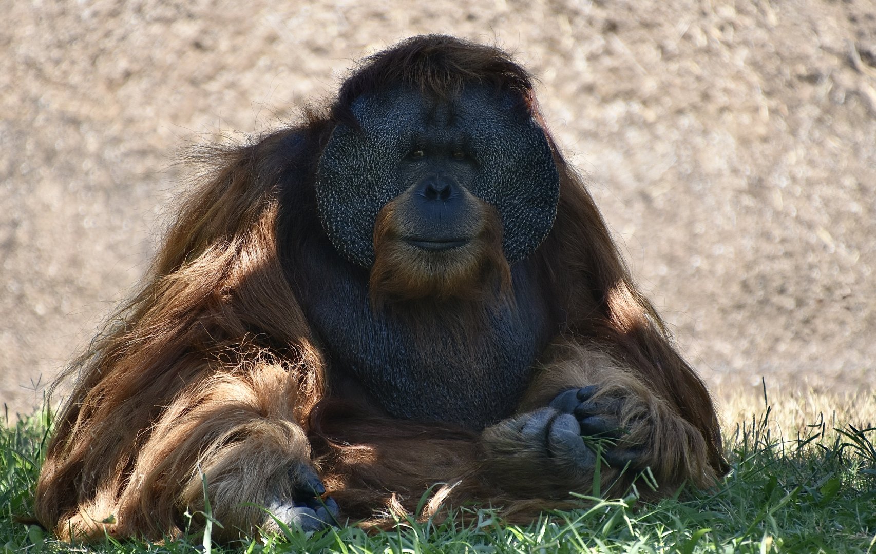 Sumatran Orangutan (Pongo abelii) male