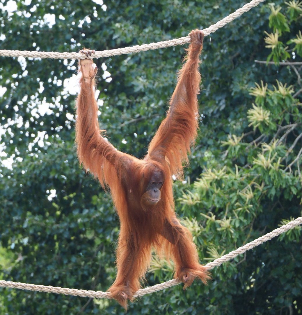 Sumatran orangutan (Pongo abelii), using ropes, 2022-06-28