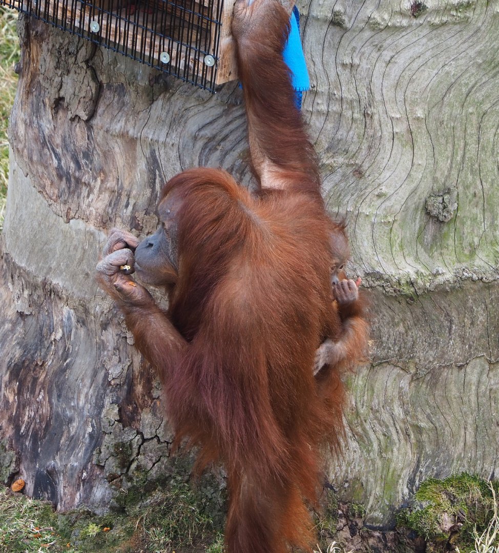Sumatran orangutan (Pongo abelii) with baby, 2022-06-28