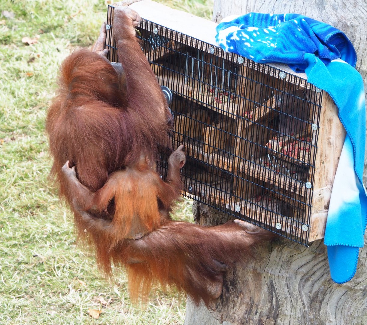 Sumatran orangutan (Pongo abelii) with baby using enrichment feeder, 2022-06-28