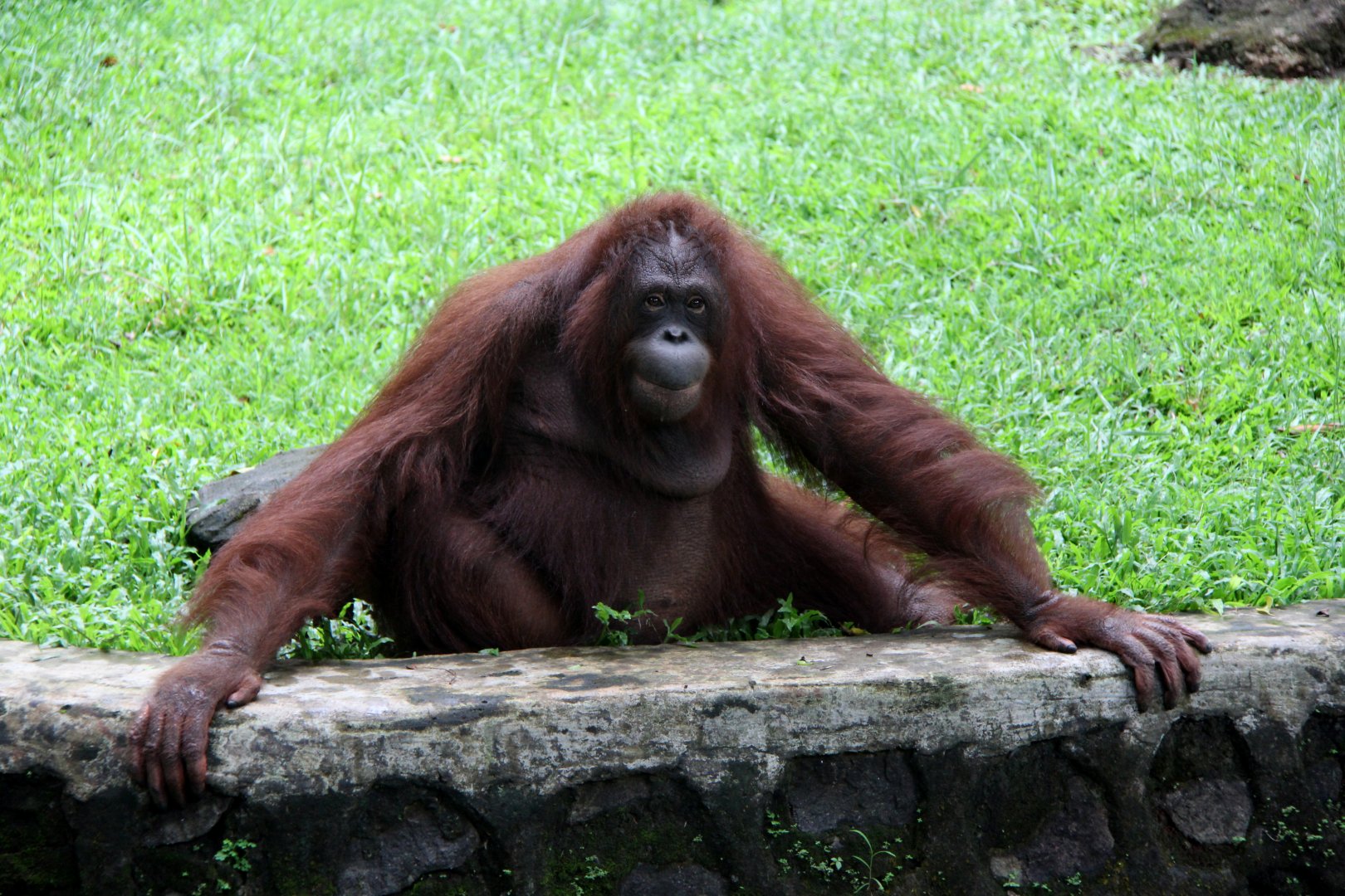 Sumatran orangutan (Pongo abelii)