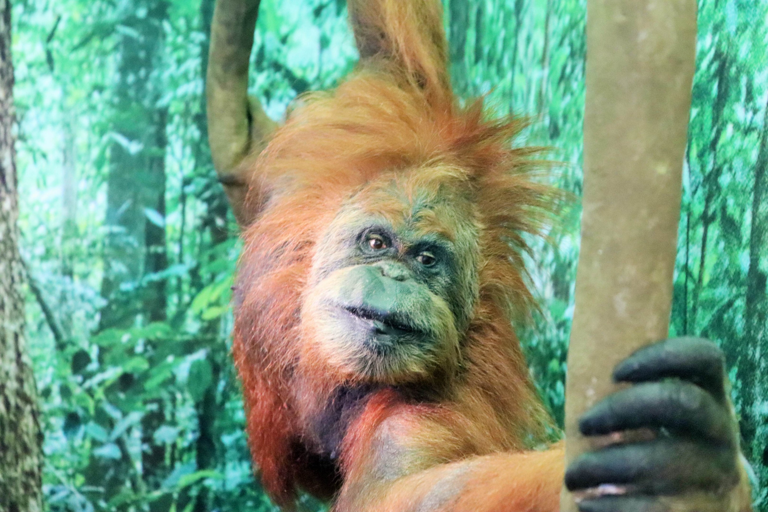 Sumatran Orangutan (Pongo abelii)