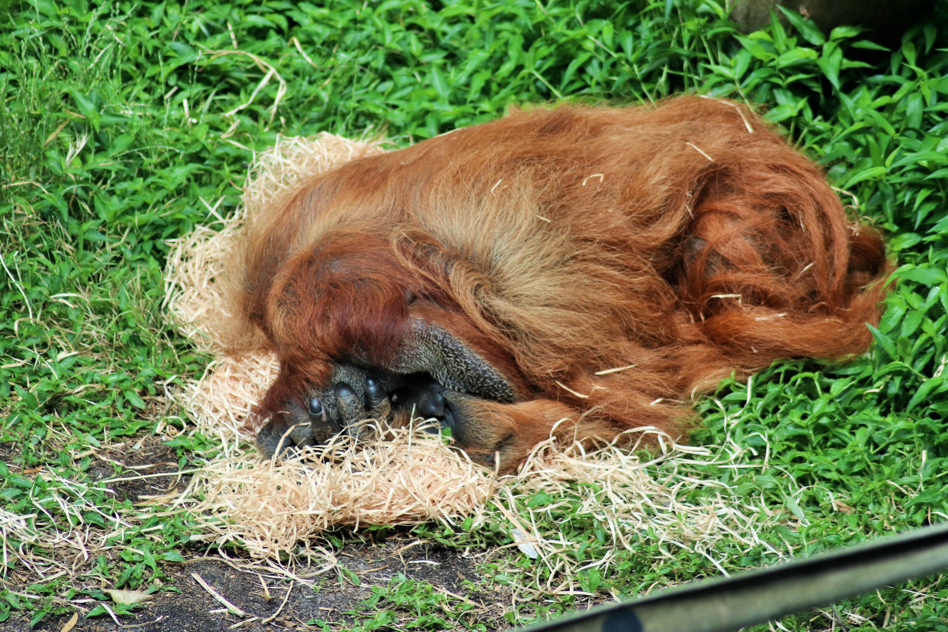 Sumatran Orangutan (Pongo abelii)