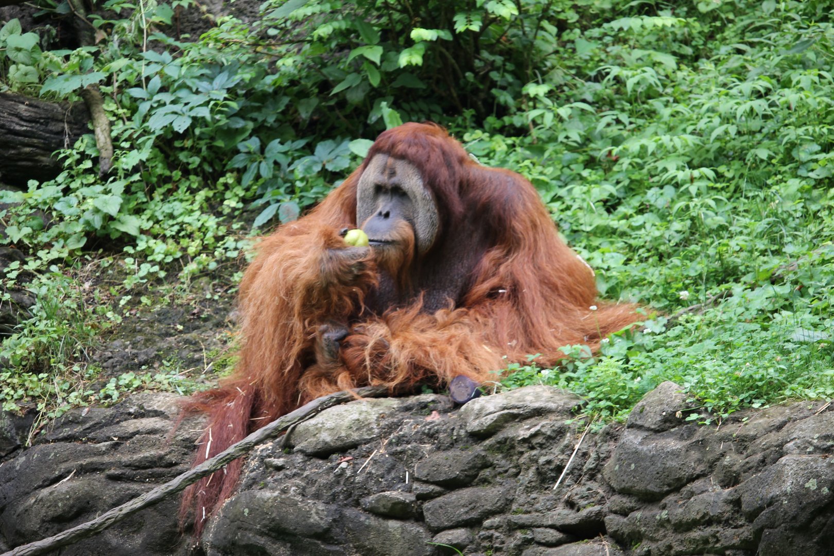 Sumatran orangutan (Pongo abelii)