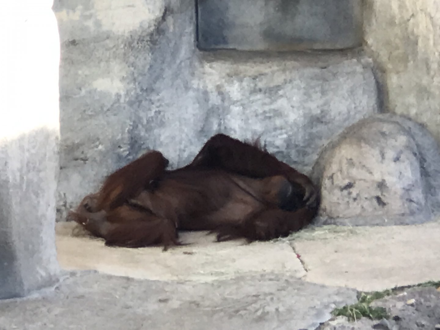 Sumatran Orangutan (Pongo abelii)
