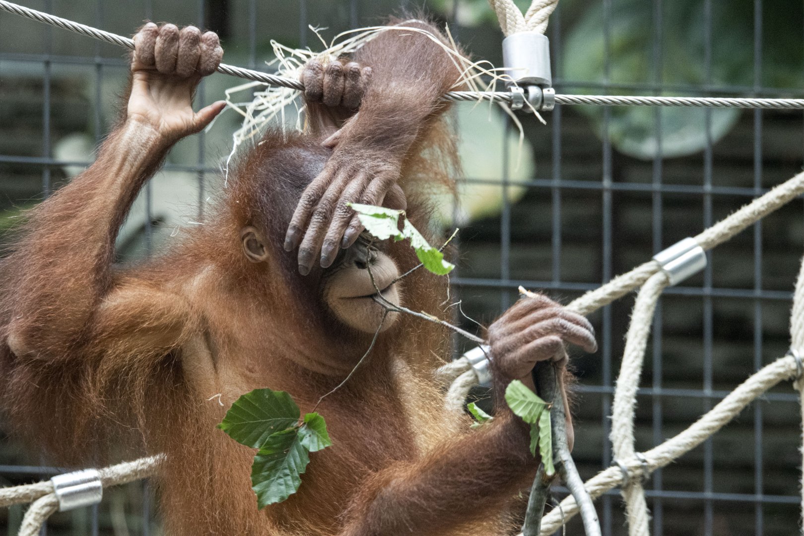 Sumatran orangutan (Pongo abelii)