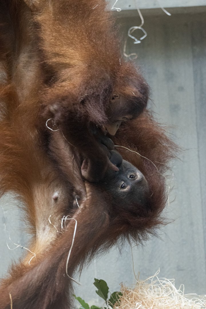 Sumatran orangutan (Pongo abelii)