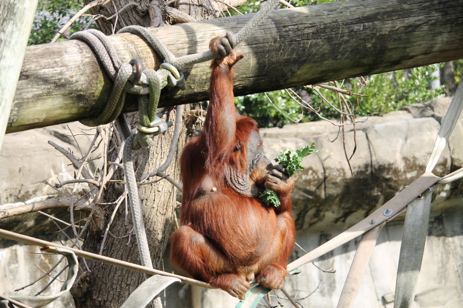 Sumatran Orangutan (Pongo abelii)