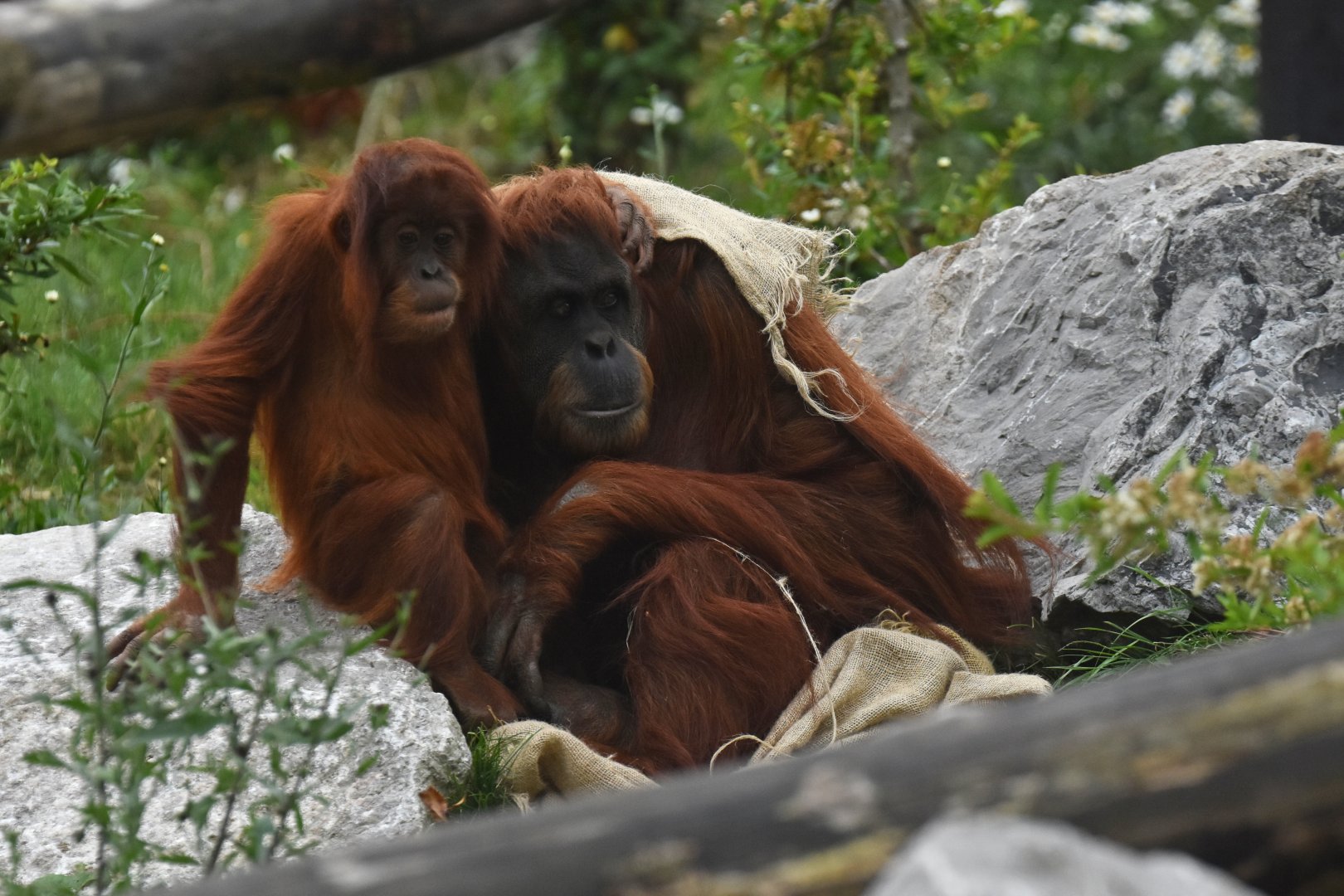 Sumatran orangutan (Pongo abelii)