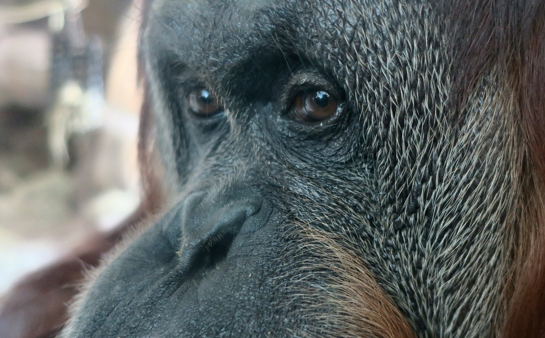 Sumatran Orangutan (Pongo abelii)