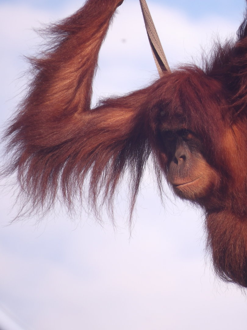 Sumatran Orangutan (Pongo abelii)