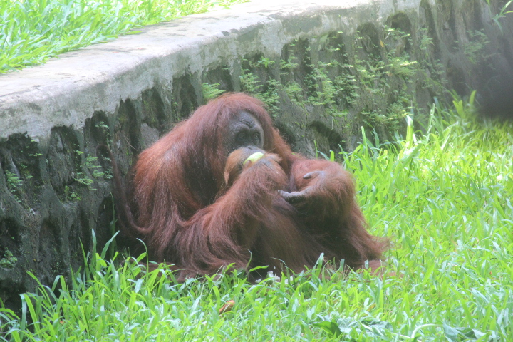 Sumatran orangutan (Pongo abelii)