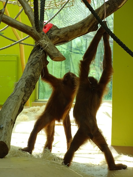 Sumatran orangutan (Pongo abelii)