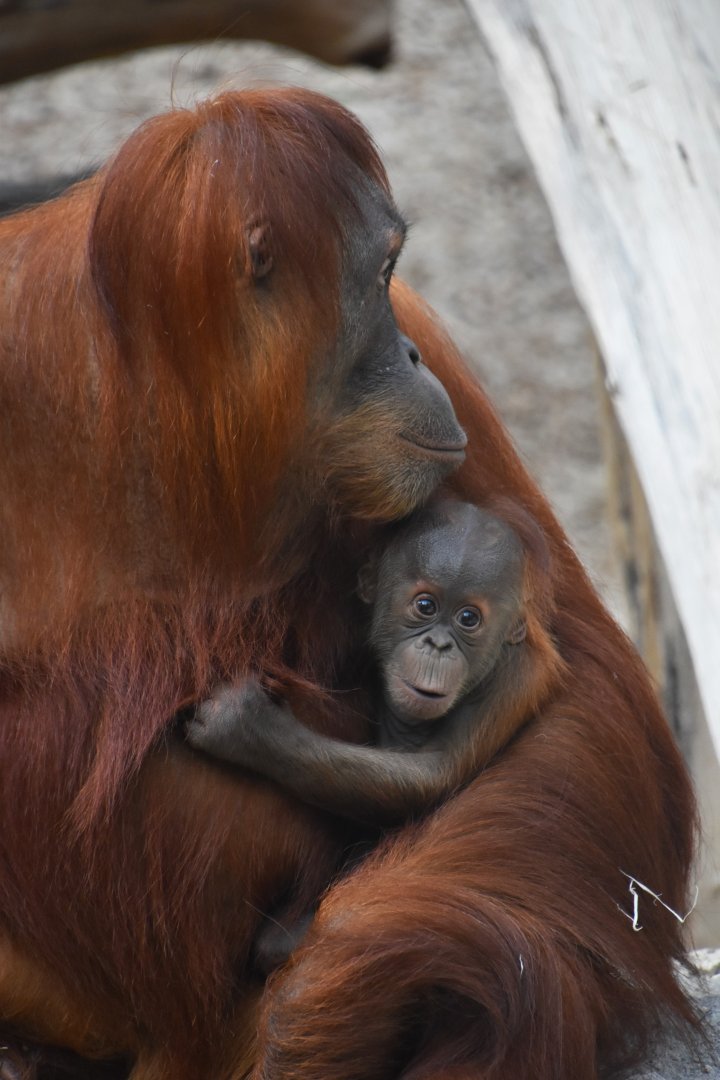 Sumatran orangutan, Pongo abelii