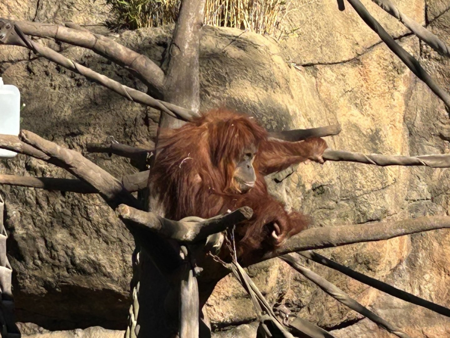 Sumatran orangutan (Pongo abelii)