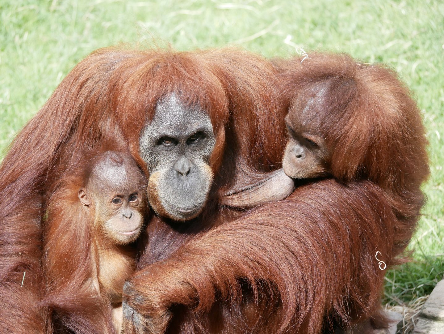 Sumatran orangutan (Pongo abelii)