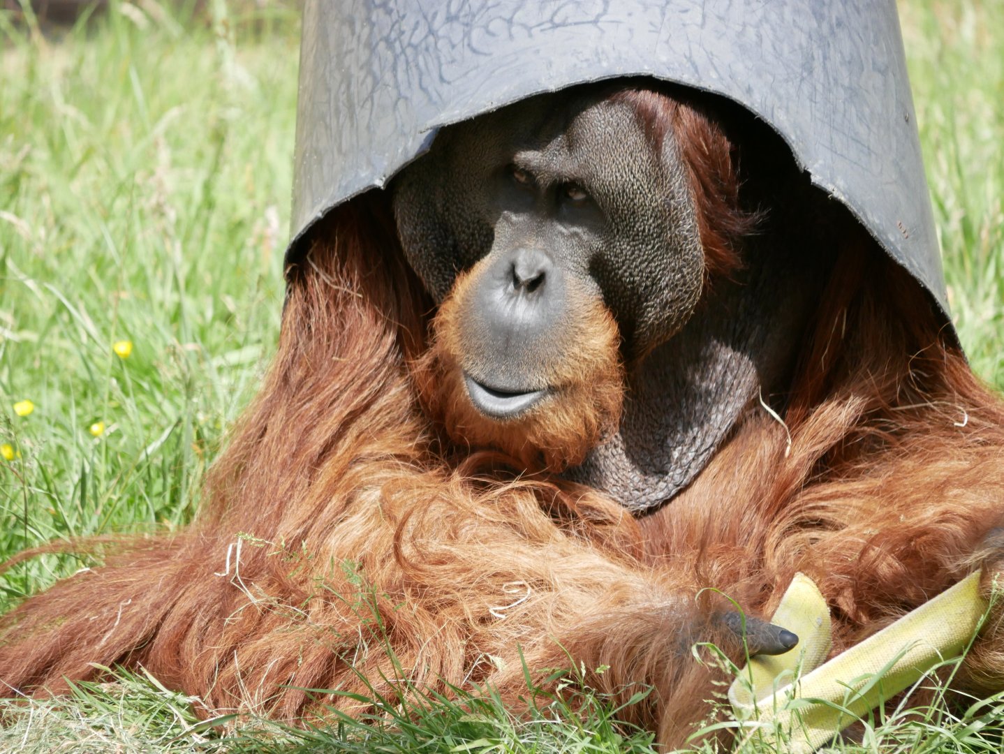 Sumatran orangutan (Pongo abelii)