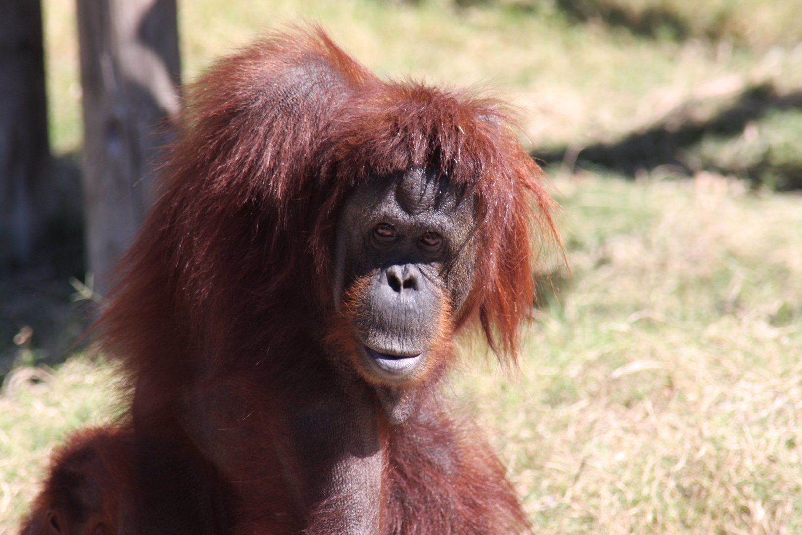 Sumatran orangutan (Pongo abelii)