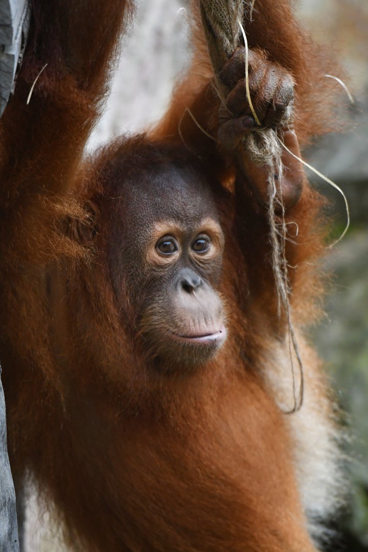 Sumatran orangutan Pongo abelii