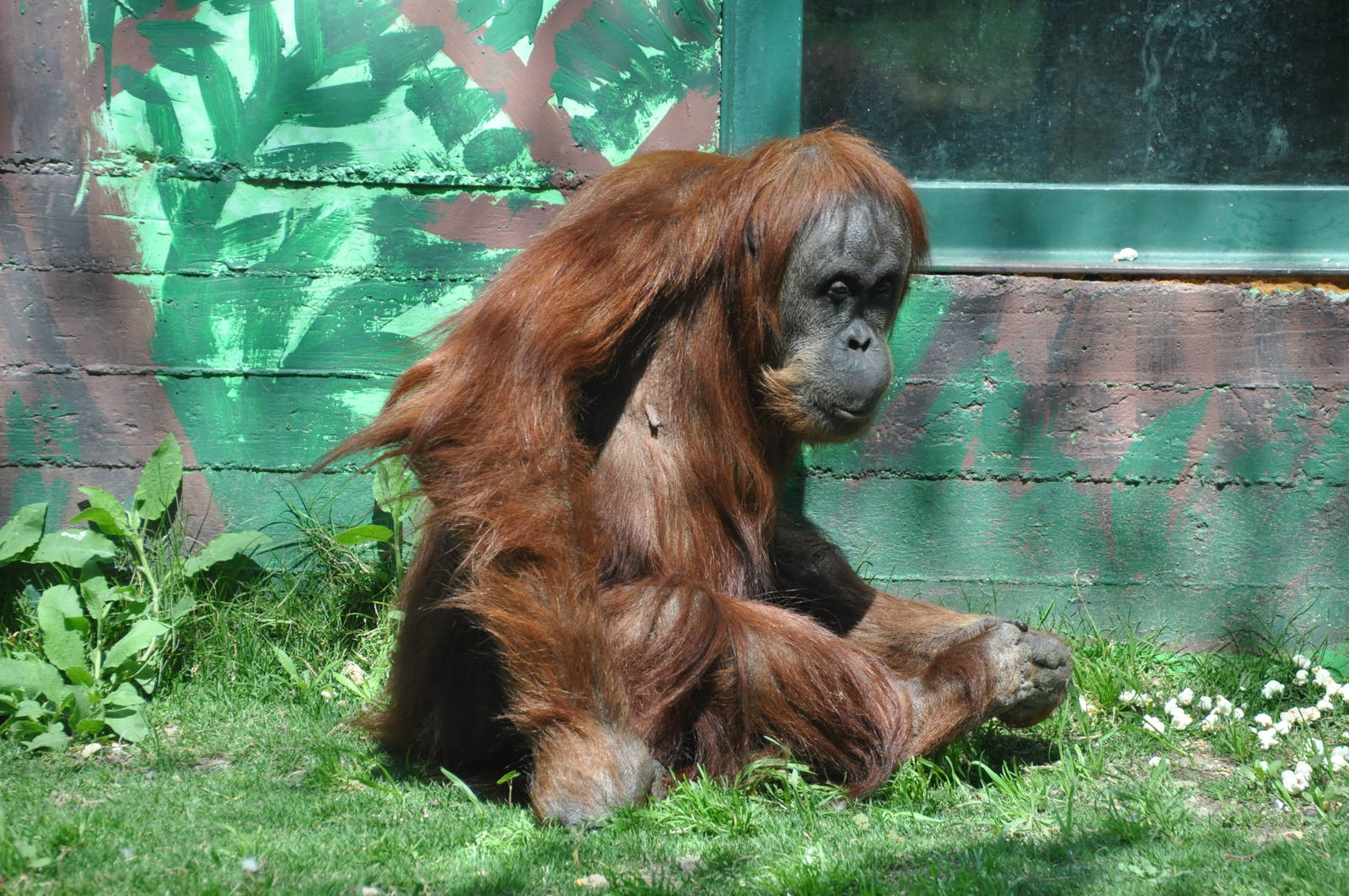 Sumatran orangutan / Pongo pygmaeus abelii. Female Selatan