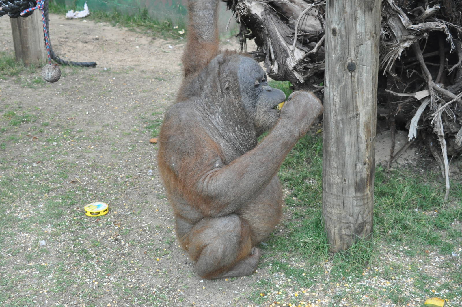 Sumatran orangutan / Pongo pygmaeus abelii. Female Upita