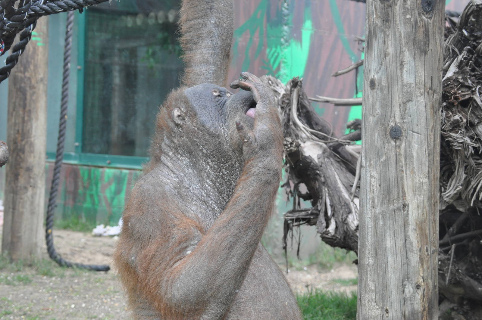 Sumatran orangutan / Pongo pygmaeus abelii. Female Upita