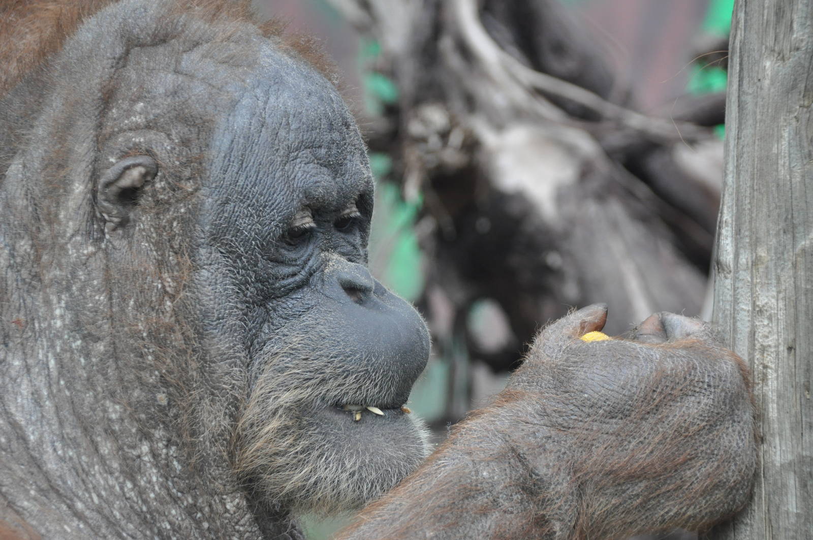 Sumatran orangutan / Pongo pygmaeus abelii. Female Upita