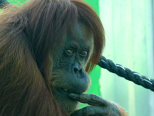 Sumatran orangutan/ Pongo pygmaeus abelii